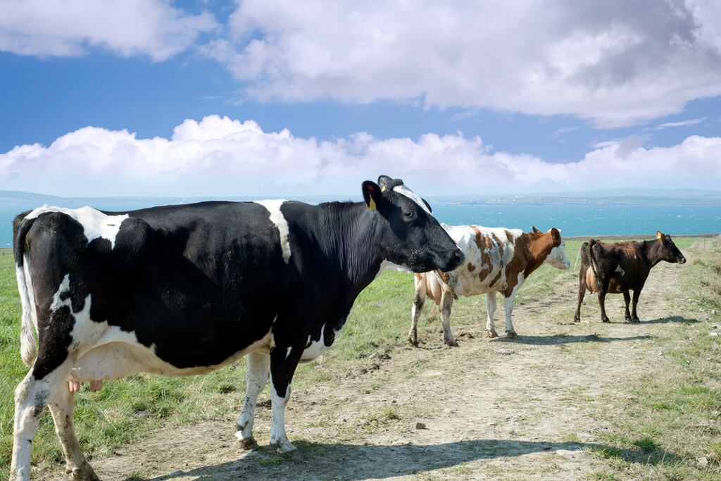 Cattle on the coast of Kerry. Might their owners be persuaded to take control of Kerry Group's Dairy Ireland? Photograph: iStock