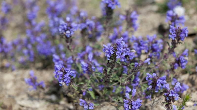 The pretty purple-flowering perennial garden weed known as self-heal (Prunella vulgaris) which got its name because of its long history of use in folk medicine. Photograph: Getty