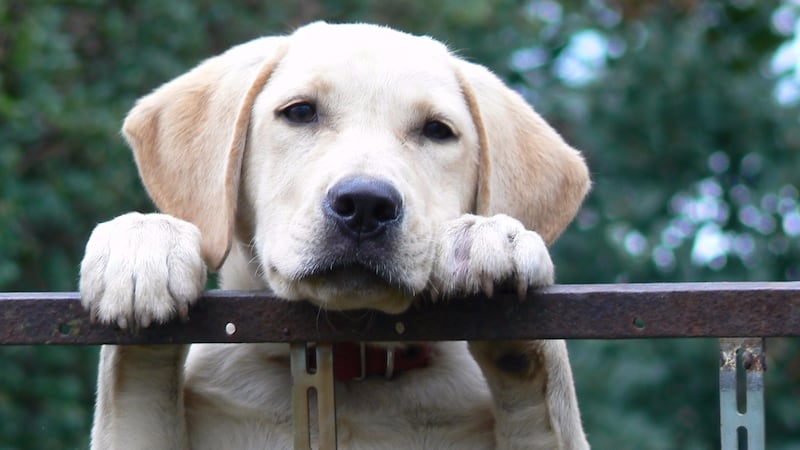 Our neighbour’s dog barks outside all weekend. What can be done?