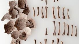 Turkeys made  dinnertime appearance long before the American Pilgrims