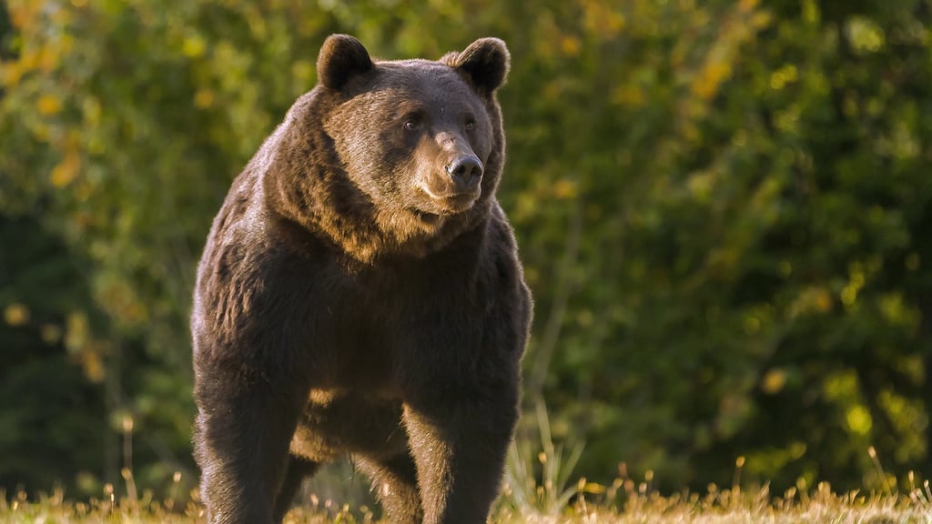 Arthur, believed to have been the biggest brown bear in the European Union, pictured in the Carpathian Mountains in Romania in August 2019. Police have opened a criminal investigation into the 17-year-old’s shooting. Photograph: EPA/Agent Green NGO