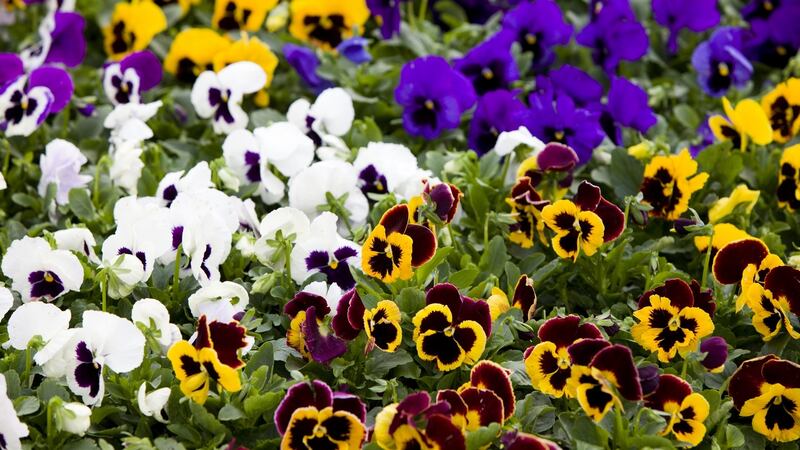 Continue planting winter bedding and spring-flowering biennials such as pansies. Photograph: iStock