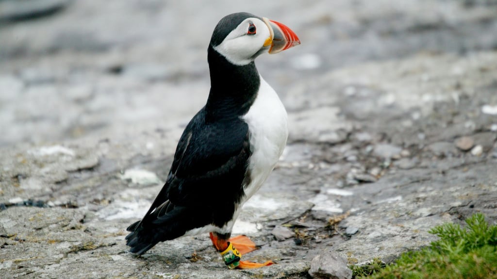 Puffins are so exhausted when they return to their coastal burrows that they only lay one egg and struggle to feed one chick, the study found. Photograph: Dr Mark Jessopp