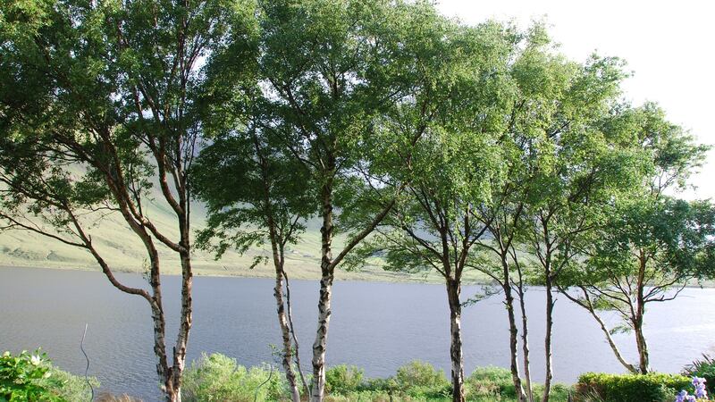 Five silver birch trees grow in front of basketmaker Joe Hogan’s home in Conemara.