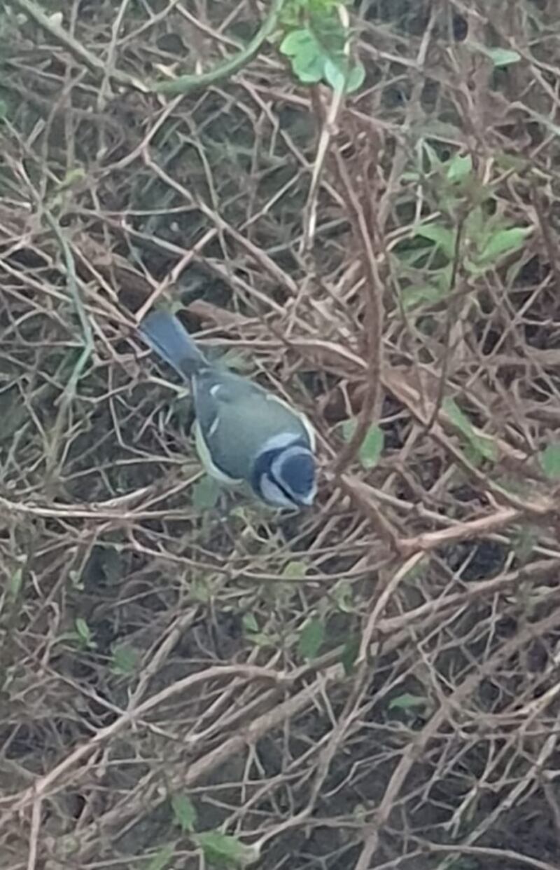 Male blue tit. Photograph supplied by Zara Lee