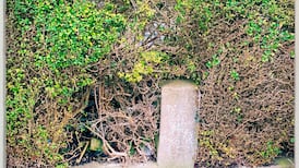 ‘My hedge is dying in the middle. How can I fill the gap?’