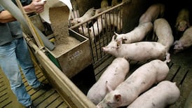 Pig farmers warned virus could wipe out entire Irish stock
