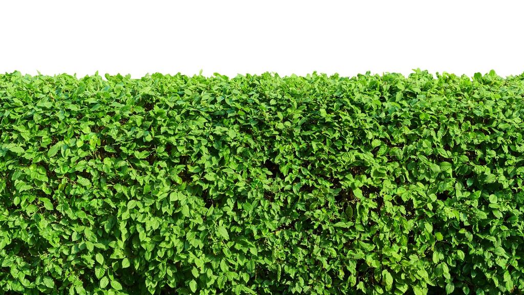 If it is a party hedge your neighbour should not remove the boundary feature. Photograph: iStock