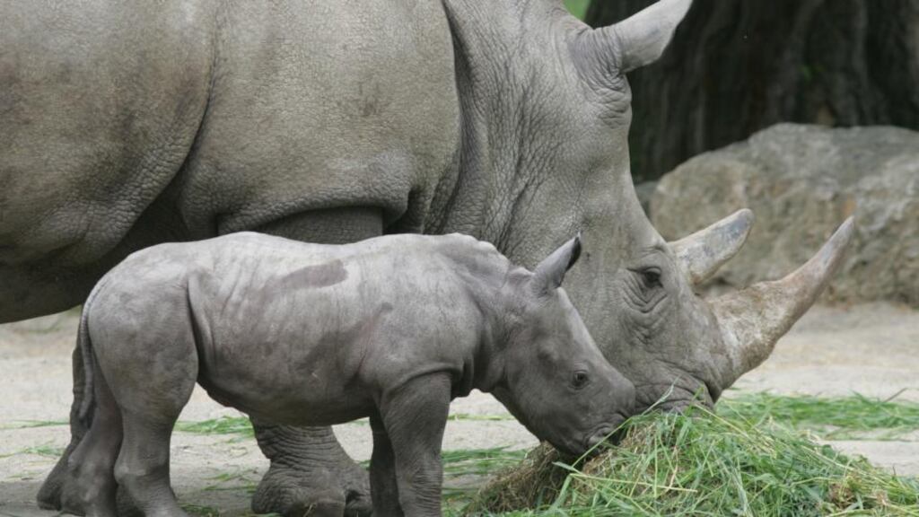 File picture of of female sourthern white rhinos. Photograph: Alan Betson.