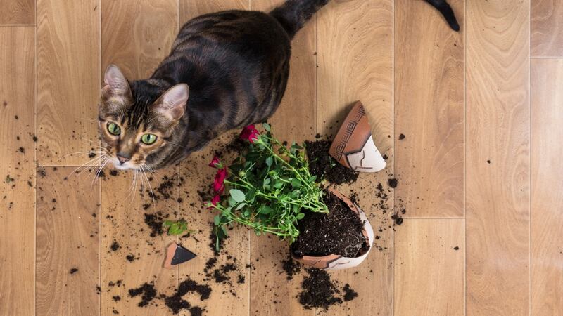 Cats ‘seem to be the number one culprits’ when it comes to smashed pottery, says the ceramics conservator Kirsten Ramsay. Photograph: iStock