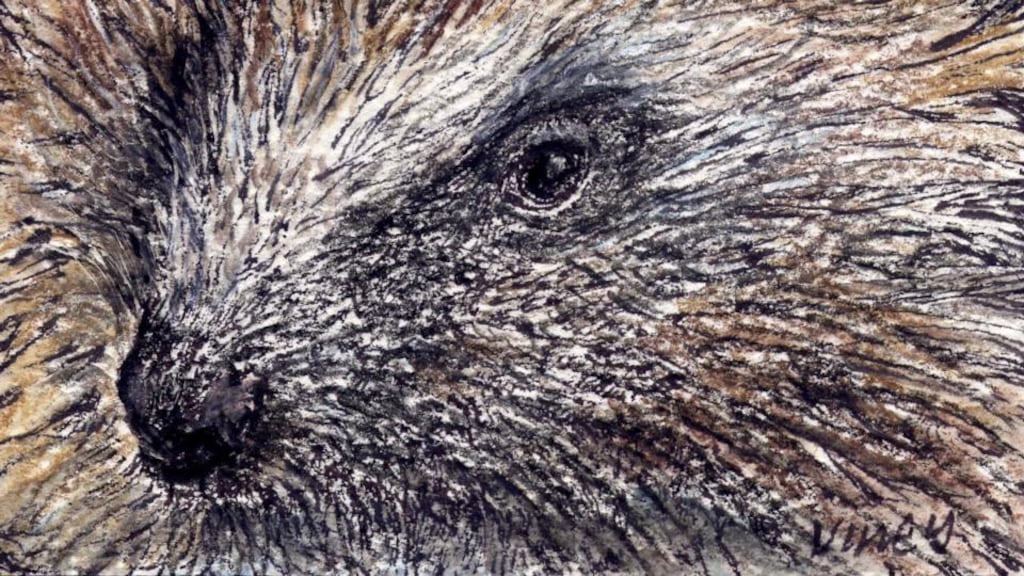 Hedgehog: we should encourage the millipede predator. Illustration: Michael Viney