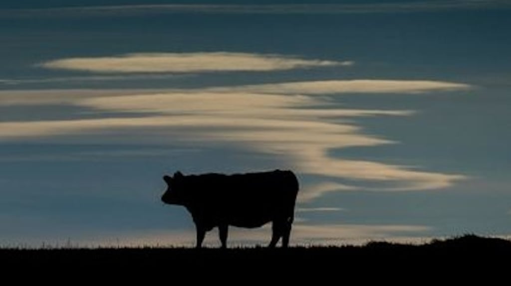 It was alleged Denis Murphy died as a result of his motorbike being involved in a collision with a stray cow on the roadway on the N21 road at Ballymurragh East, Newcastle, Co Limerick, in October 2005. File photograph: Getty Images