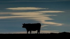 Widow whose husband’s bike hit stray cow secures €350,000