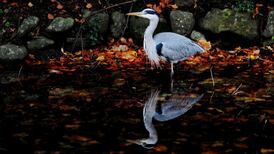 Shooting dead of heron in Co Cork condemned