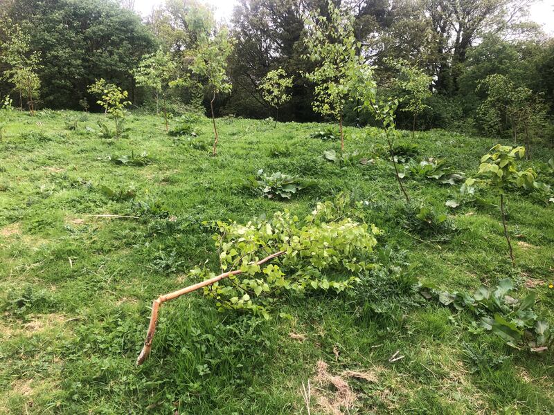 Trees of varying species were broken or cut down. Photograph: Mark Hilliard