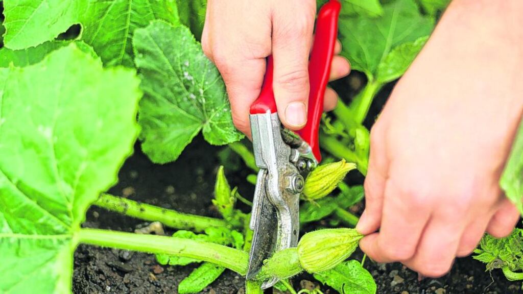 If you want your pumpkin plants to produce sizeable fruit, nip out the smallest pumpkins, leaving two to three of the biggest to develop