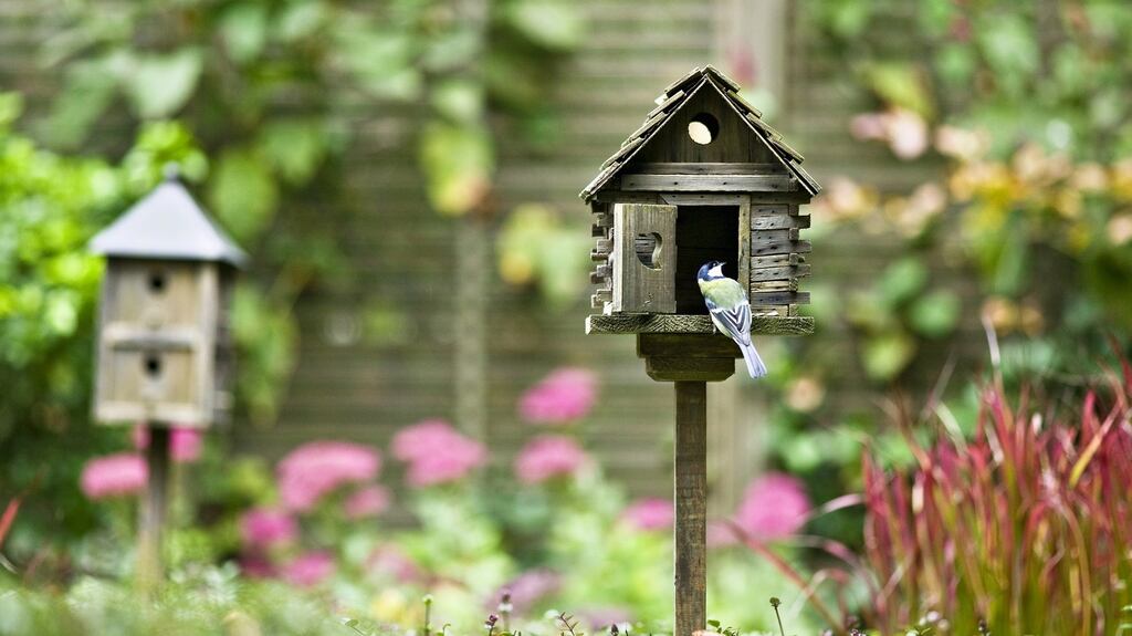 “We decided to eschew blissful ignorance on all things feathery and get up close and personal this spring by erecting a nest-box right outside our back door.” Photograph: Getty Images