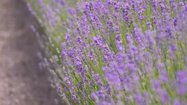 This week in the garden…