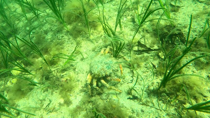 Spider crab in a depleted seagrass meadow in Elly Bay off Belmullet in Co Mayo. Photograph: Sam Moran Coastwatch