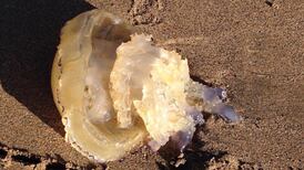 Eye on Nature: Your notes and queries for Ethna Viney