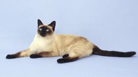 What’s new, pussycat? Certainly not your DNA