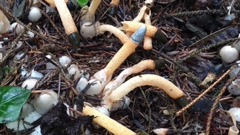 The stinkhorn, Phallus impudicus