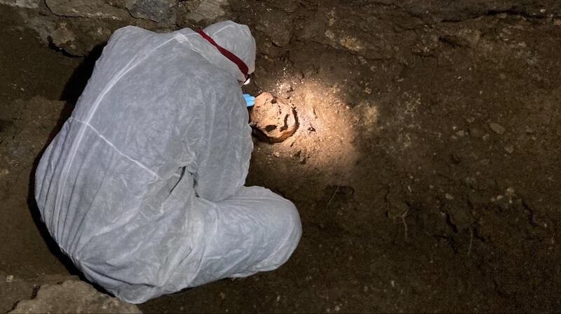 Archaeologist Noah Gaens from the University of Louvain taking a tooth from the second skeleton for DNA extraction