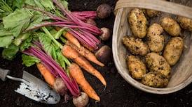 Sonia O’Sullivan: Drawing comfort and warmth from winter training foods