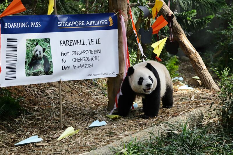 Le Le, Singapore's first giant panda cub, walks in front of a mock boarding pass at the Pavilion Capital Giant Panda Forest exhibit at River Wonders in Singapore. Photograph: Suhaimi Abdullah/NurPhoto via Getty Images