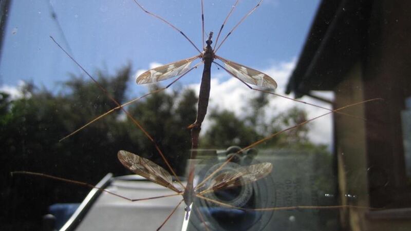 Eyes on nature: the mating crane flies that Horst Stieglitz saw