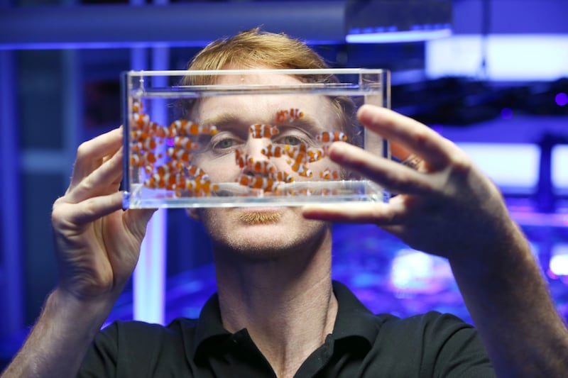 Kealan Doyle looks through a box of clown fish, better known as Nemo from the Pixar film of the same name. Photograph: Laura Hutton/The Irish Times