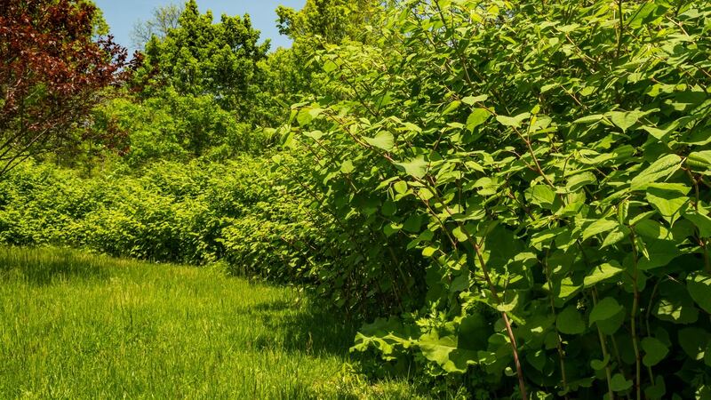 Invasive Japanese Knotweed. Photograph: iStock