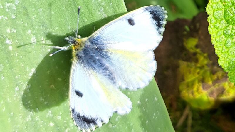 Orange-tip butterfly. Photograph supplied by Donal Carey