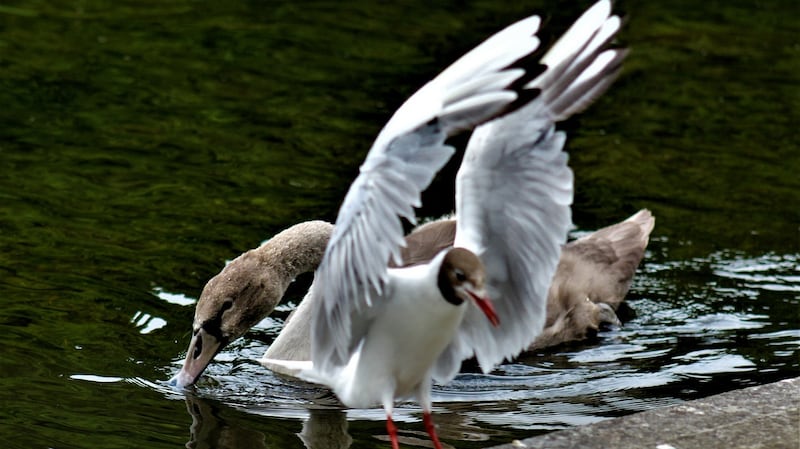 Black-headed gulls