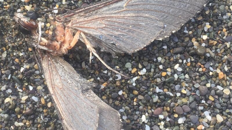 Remains of what might have been a locust or grasshopper