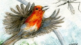 Michael Viney: Faithful robin’s subdued song an autumnal delight