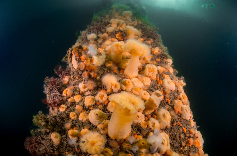'Harbour Anemones', taken in Kerry, was the winning entry in the Ocean category. Photograph: Daniel Fildes