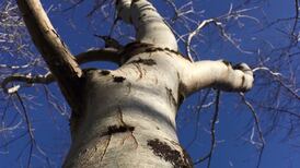 What are these claw marks on our ash trees? Readers’ nature queries