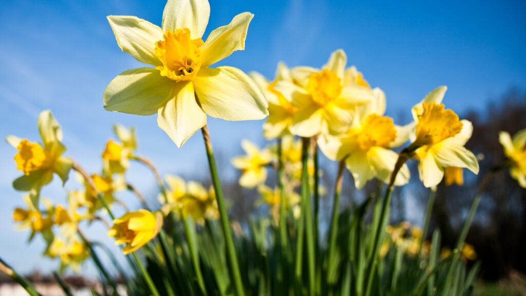Good light is why the onset of spring feels so pivotal – it certainly isn’t the temperature. Photograph: iStock