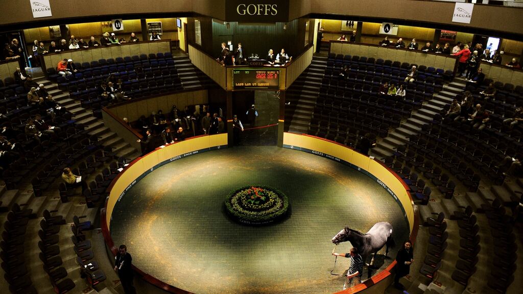 A grey colt yearling pictured in the parade ring in Goffs, Co Kildare. Photograph: Aidan Crawley