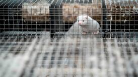 UK bans entry to all visitors from Denmark over Covid-19 mink mutation