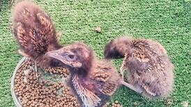 Family of rare corncrakes saved from almost certain death on Donegal farm released into wild