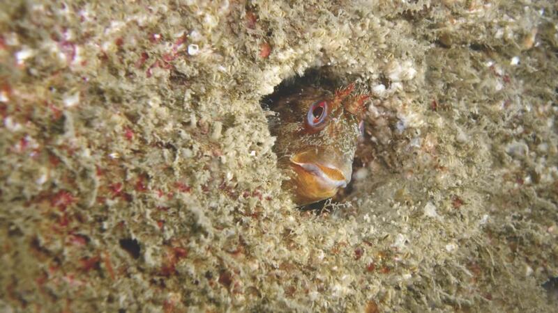 ‘The Curious Blenny’ taken by Brian Tormey, winner of the Nature and Wildlife category of the Clean Coasts Photography Awards 2013.
