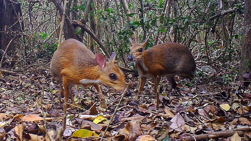 Two silver-backed chevrotains caught on camera in Vietnam. Photograph: NCNP/AFP via Getty Images