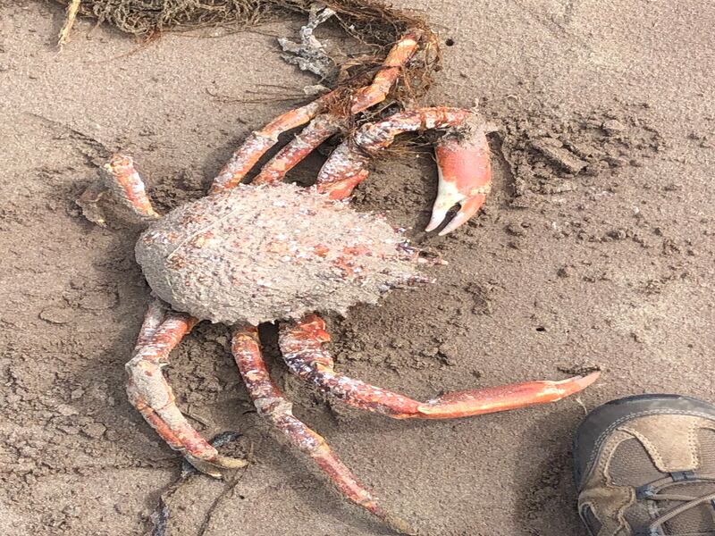 spider crab, supplied by James Armstrong