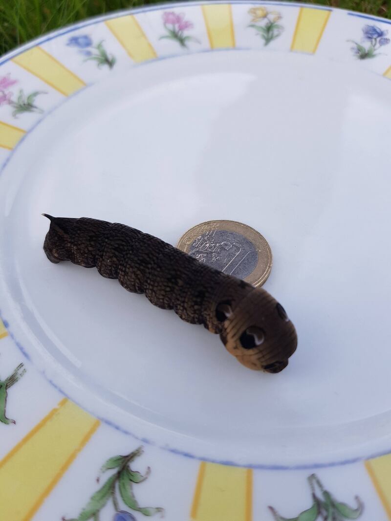 elephant hawkmoth caterpillar
