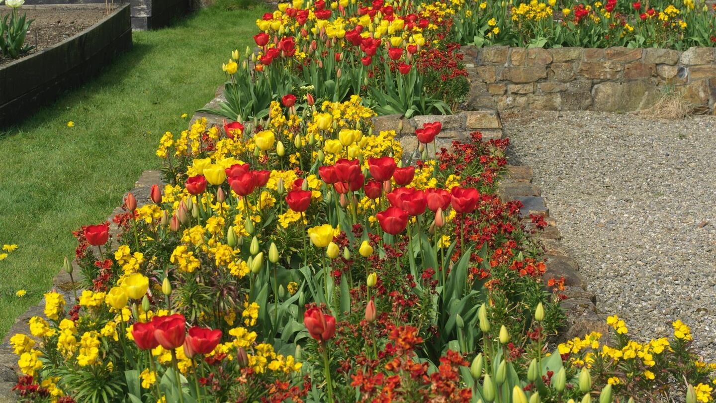 Darwin tulips underplanted with scented wallflowers in The Bay Garden in Co Wexford. Photograph: Richard Johnston