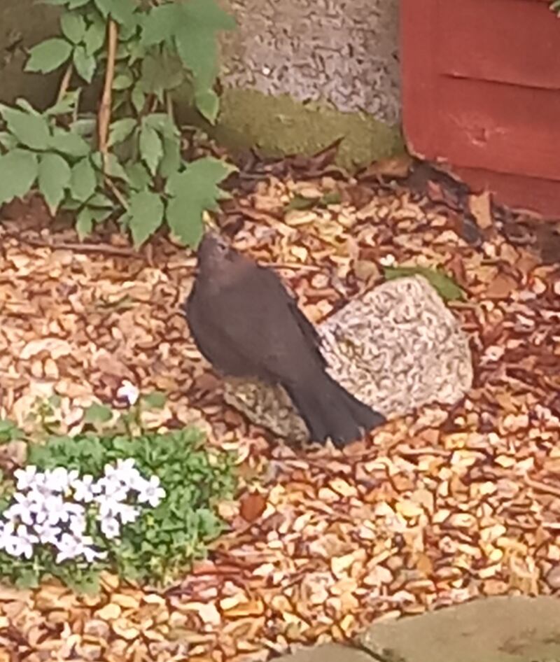 Female blackbird. Photograph supplied by Eamonn Moran