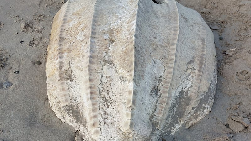 Carapace of a leatherback turtle