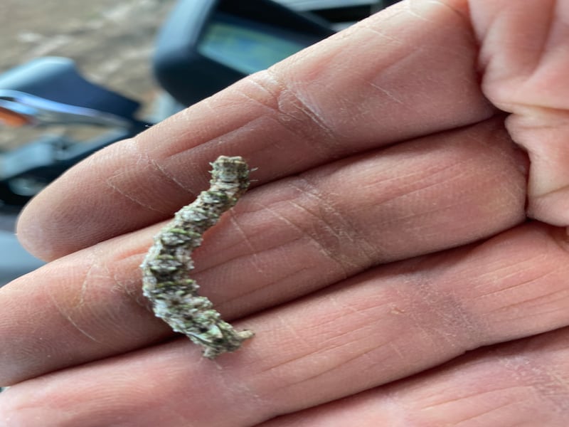 Lichen of scalloped hazel caterpillar